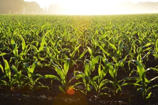 declarar solares y fincas rusticas en la declaracion de la renta 3