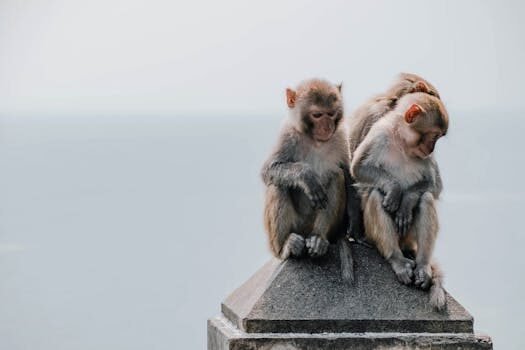 seguridad social mutua y baja se considera segundo pagador 4